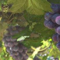 New Wineskins New Wineskins